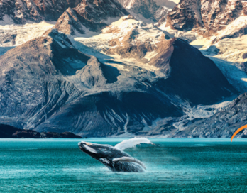 A whale breaching in an alaskan scenic view